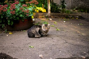 庭院中休憩的两只猫咪
