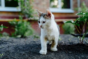 户外行走的可爱小猫咪