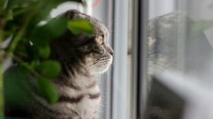 窗边猫咪凝视绿植