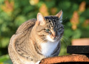 阳光下的可爱斑纹猫咪