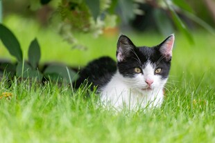 草地上的黑白小猫