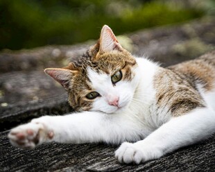 慵懒猫咪惬意趴卧