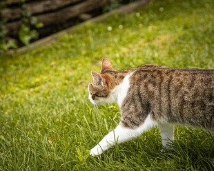 草地上漫步的斑纹猫咪