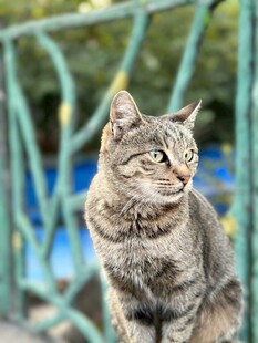户外端坐的斑纹猫咪