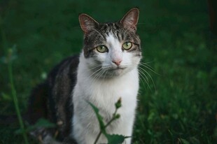 草地上的可爱猫咪