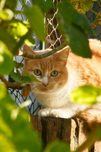 木桩旁的橘白猫咪