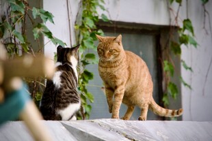 两只猫咪在户外对视