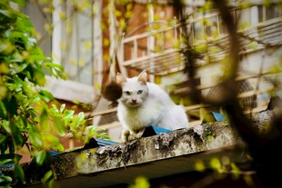 阳台猫咪