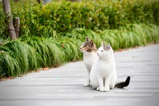 三只猫咪在户外小道上