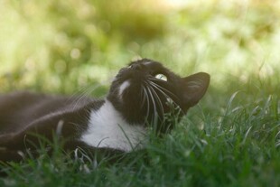猫咪惬意躺卧在绿草地上