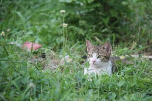 草丛中的可爱小猫