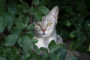 绿叶间的猫咪