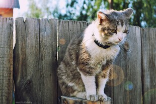 木栅栏上的可爱猫咪