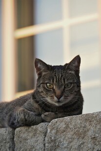 窗边休憩的斑纹猫咪