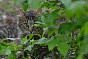 草丛中的猫咪