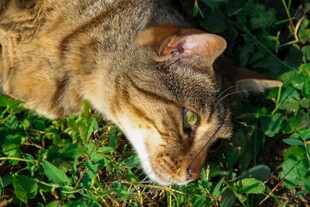 猫咪惬意躺于翠绿草丛中
