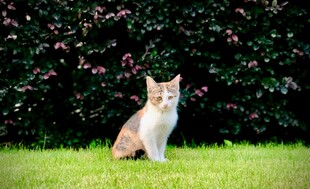 草地上的可爱猫咪