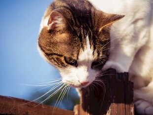 猫咪专注嗅探木栏杆