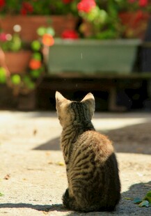 小猫独坐赏景