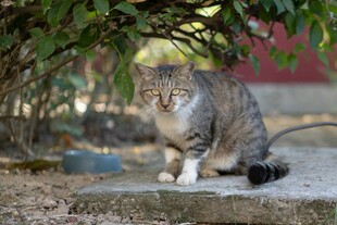 庭院中休憩的狸花猫