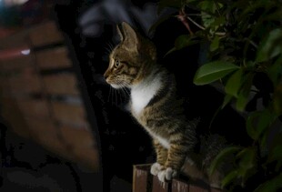 夜色中蹲坐的可爱猫咪