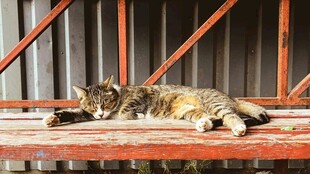 两只猫咪惬意躺卧