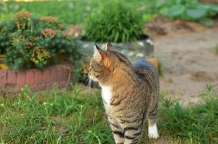 草地上的斑纹猫