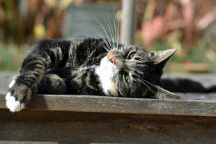 慵懒猫咪惬意躺卧