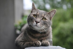 灰色猫咪惬意趴坐