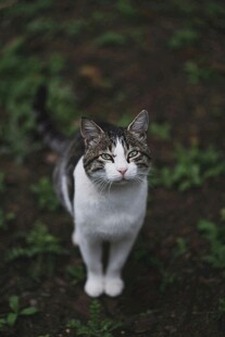 草地中的可爱猫咪