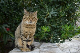 石上狸花猫