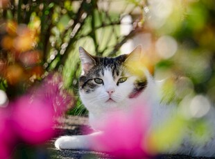 花丛中的猫咪