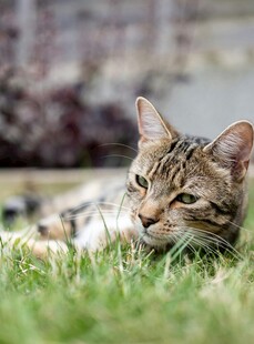 草地上惬意的条纹猫咪