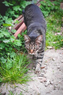 户外行走的斑纹猫咪