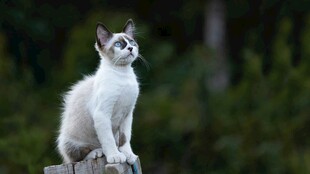 白灰猫咪立于户外木桩