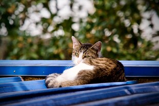 蓝长椅上休憩的可爱猫咪
