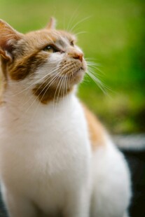 可爱猫咪仰头望
