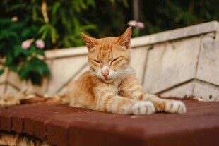 橘猫悠闲趴坐
