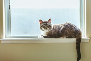 窗边猫咪惬意休憩