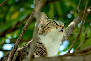 树上猫咪仰头望