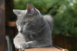 灰色猫咪惬意趴坐