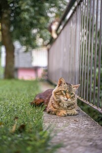 草地上休憩的可爱猫咪