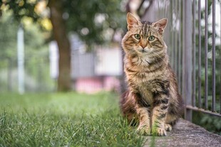 草地上的长毛猫