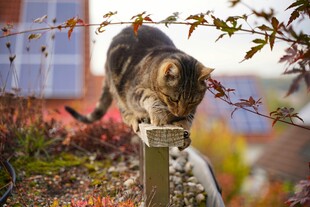 猫咪立于木桩上嗅闻