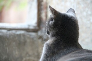窗边静望的灰猫