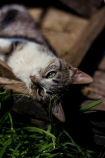 慵懒猫咪惬意躺卧
