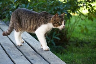 木板上漫步的可爱猫咪