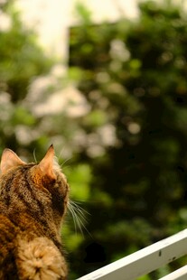 猫咪眺望绿意盎然的景致