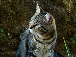 斑纹猫咪侧头望