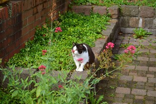 花园中漫步的可爱猫咪